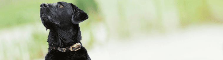 opplanet-dvor-16630-sportdog-remote-trainers-large