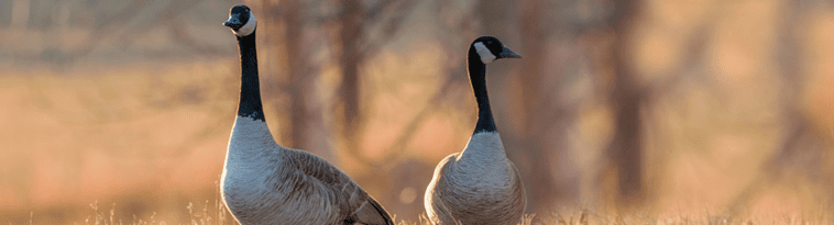 opplanet-dvor-19465-avian-x-decoys-large