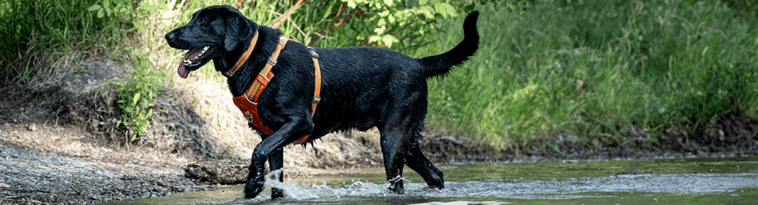 opplanet-dvor-45833-earn-dvor-bucks-winchester-pet-gear-large