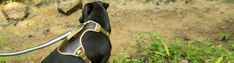 opplanet-dvor-45952-earn-dvor-bucks-with-king-buck-pet-gear-large