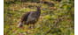 Avian X HDR Hen Decoy, Synthetic, AVXAVX8106