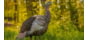 Avian X HDR Hen Decoy, Synthetic, AVXAVX8106