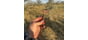 Bowmar Archery Bowmar Beast Mechanical Broadhead
